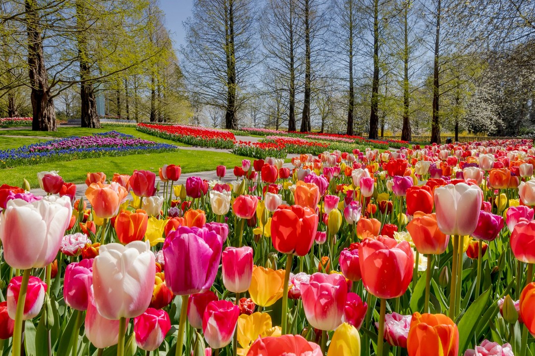 Blue Monday? Let's make it a Bloom Monday! Let's make the world happy with Holland's colourful tulips. Less than 10 weeks and then the first spring flowers will bloom. 

Visit the #tulips near #amsterdam this spring.  tulipfestivalamsterdam.com

#bluemonday 

📷 Keukenhof Gardens
