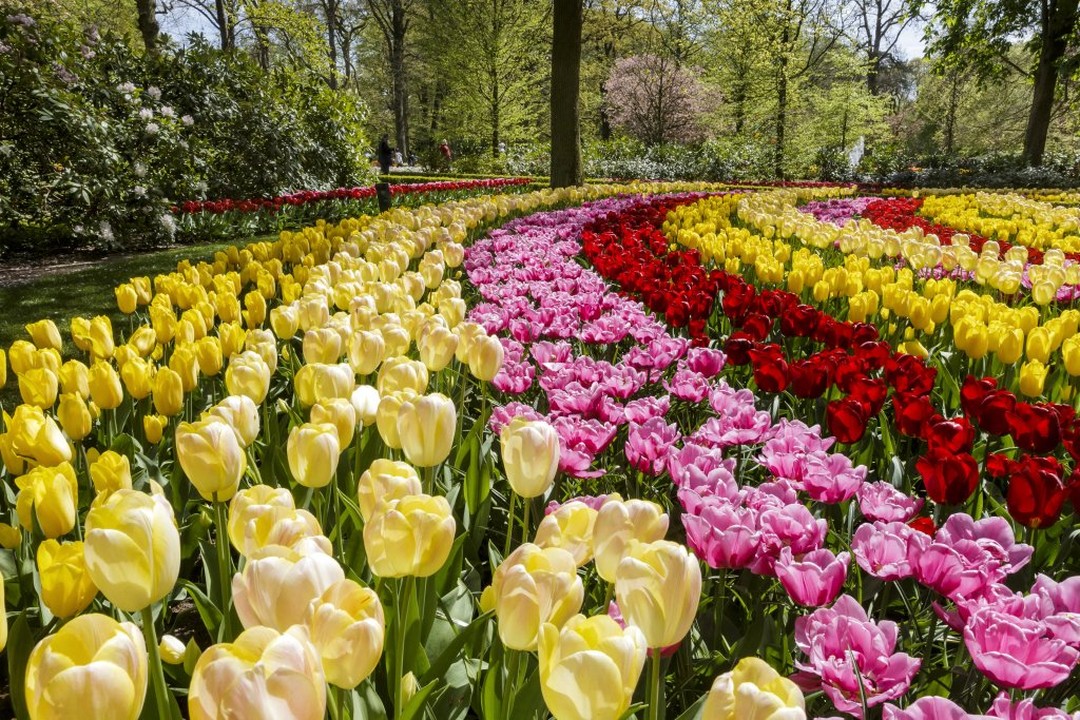 In just nine weeks, Keukenhof Gardens will open its doors after being closed for two years due to COVID19 measures. We cannot wait for the colourful tulips to finally give us that real spring feeling again 🌷 On to a new beginning! What are you looking forward to the most?

Visit the #tulips in #Amsterdam this spring. tulipfestivalamsterdam.com

📷 Keukenhof Gardens