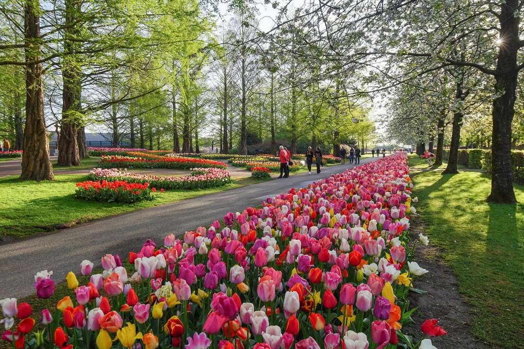 🌷Thank you 🌷 for enjoying the tulips in Holland this year. After 2 years of COVID-19 measures, we are very happy that visitors from more than 100 countries were able to enjoy the tulips again. 

Tulip Festival 2023 starts on Thursday 23 March and lasts until Sunday 14 May. The Dutch Flower Parade will take place on Saturday 22 April 2023. 

Would you like a tulip garden at home next spring? Then reserve your fresh tulip bulbs now 👍

Visit the #tulips in #amsterdam from 23 March to 14 May 2023 ➡ www.tulipfestivalamsterdam.com

📷 Keukenhof Gardens
