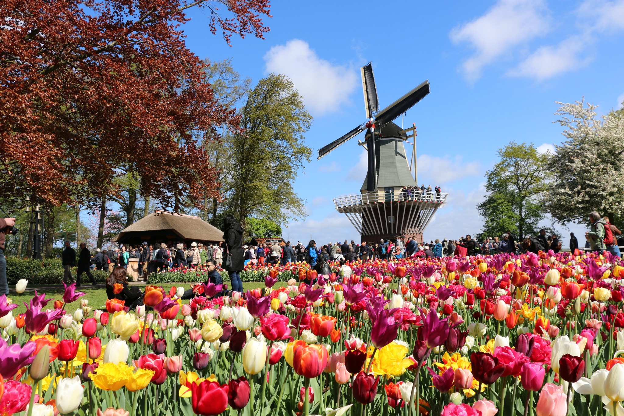 In 4 months, the tulip season will start in the Netherlands 🌷. We cannot wait for the cheerful spring flowers to bloom again. The Tulip Festival starts on 23 March and lasts until 14 May 2023.

Plan your visit to the tulips on:
> www.tulipfestivalamsterdam.com

#tulips #keukenhof #hollandtrip #amazingplaces #bucketlist #netherlands #flowers #loveflowers #flowersofinstagram #windmill #dutch #tulipas #spring #printemps #primavera #amsterdam #郁金香 #