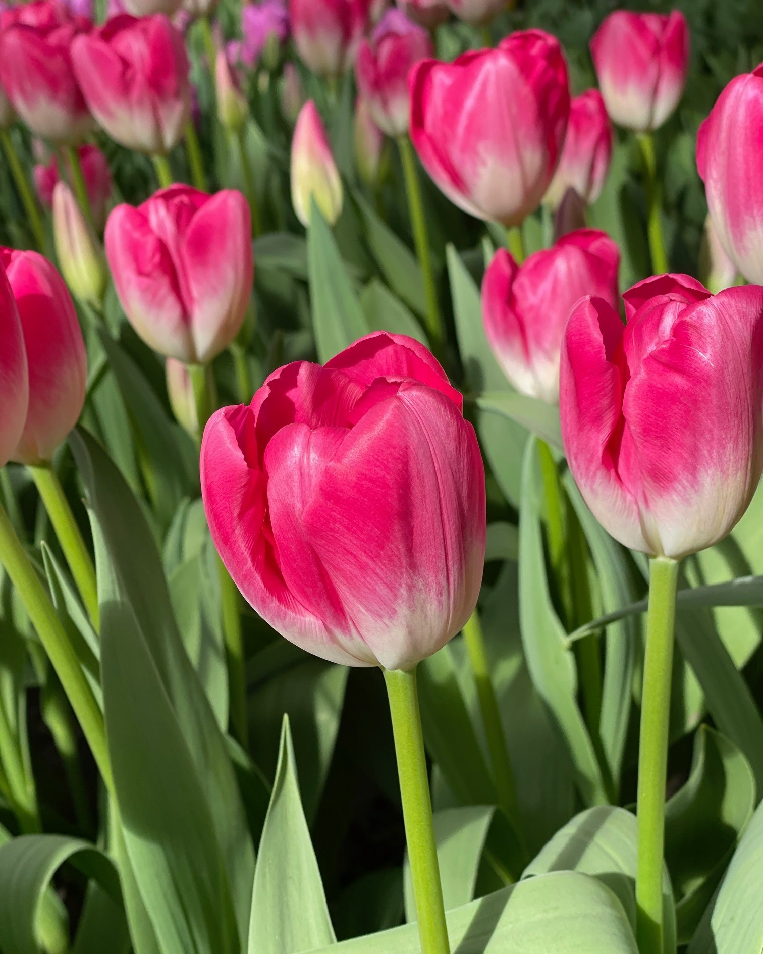 We wish you a very nice day! Who else is looking forward to Spring...? 🌷🌞

Plan your visit to the tulips on:
> www.tulipfestivalamsterdam.com

#tulips #pink #flowers #lisse #keukenhof #keukenhofgardens #bollenstreek #flowerbulbs #spring #lovepink #colours #holland #netherlands #hollandtrip #dutch #flowerpower #tulpenliebe #tulipas #spring #frühjahr #molla #primavera #printemps