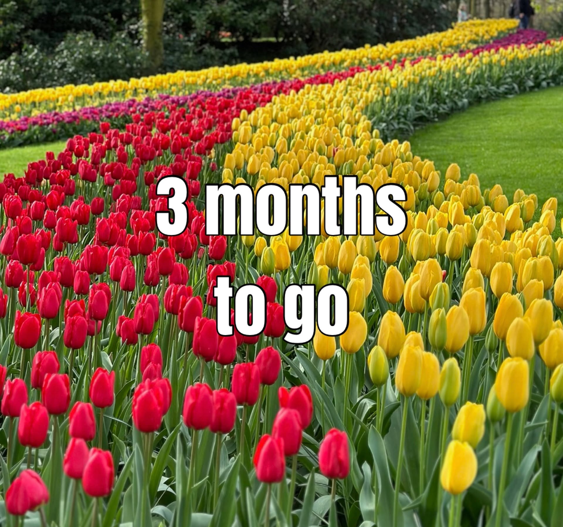 Only 3 months to go… 🌷✨
The countdown is officially on! In just a few months, those iconic Dutch tulip fields will burst back into color—and trust us, 2026 is shaping up to be the most magical season yet.

If a spring escape filled with blooming fields, fresh air, and postcard-perfect views is calling your name, now’s the moment to plan it. Tours from Amsterdam start filling up quickly once the countdown begins!

Take a peek at what’s waiting for you via the link in our bio 👉.
Your spring adventure starts here 🌷

#tulipfestivalamsterdam #TulipFestival2026 #SpringCountdown #VisitHolland #AmsterdamTours #BloomSeason #blumenfelder #hollandblumen #tulpenausholland #holland #netherlands