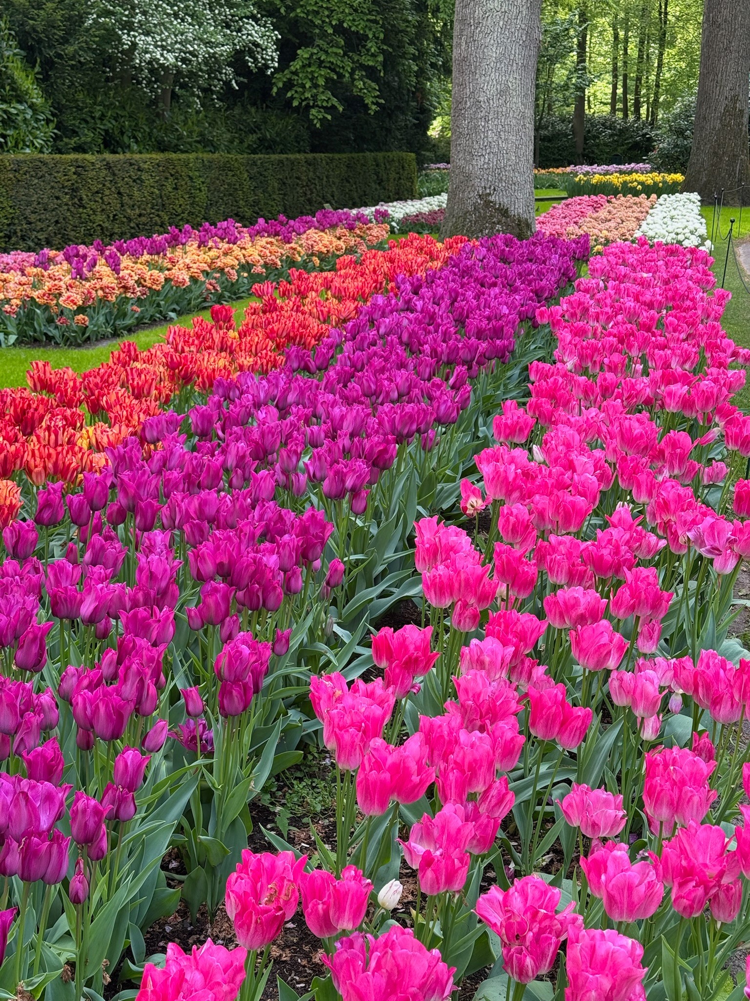 It won't be long before we can enjoy all those beautiful tulips again... 🌷🥰

#tulipfestivalamsterdam #tulips #springinholland #springvibes #tulipfestival #tulipseasoncountdown #keukenhof #flowers #fleurs #tulipes #tulpen #holland #niederlanden #olanda #tulipanes