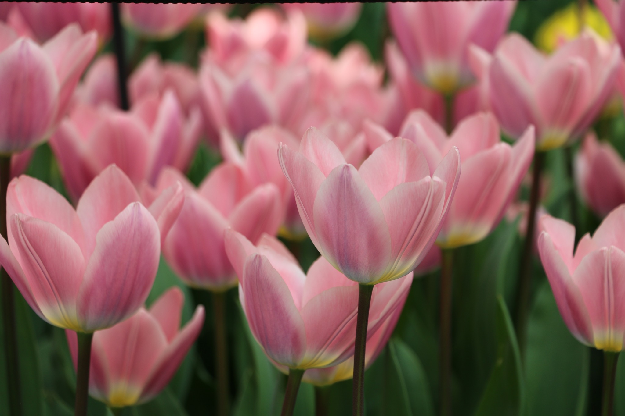 𝔸𝕣𝕖 𝕪𝕠𝕦 𝕒𝕝𝕤𝕠 𝕒 𝕗𝕒𝕟 𝕠𝕗 𝕡𝕚𝕟𝕜 𝕥𝕦𝕝𝕚𝕡𝕤...? 🌷

#tulips #pink #flowers #lisse #keukenhof #keukenhofgardens #bollenstreek #flowerbulbs #spring #lovepink #colours #holland #netherlands #hollandtrip #dutch #flowerpower #tulpenliebe #tulipas