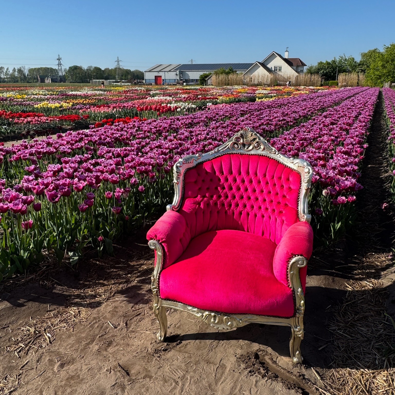 A throne in a tulip dream 🌷👑
Would you sit down or keep walking...?

#tulipfestivalamsterdam #tulipfield #tulips #tulipfield #springvibes #floraldream #maincharacterenergy #instatravel #aestheticfeed #pinkvibes #springmood #wanderlust #holland #bucketlisttravel #selfiemoment #instagrammableplaces