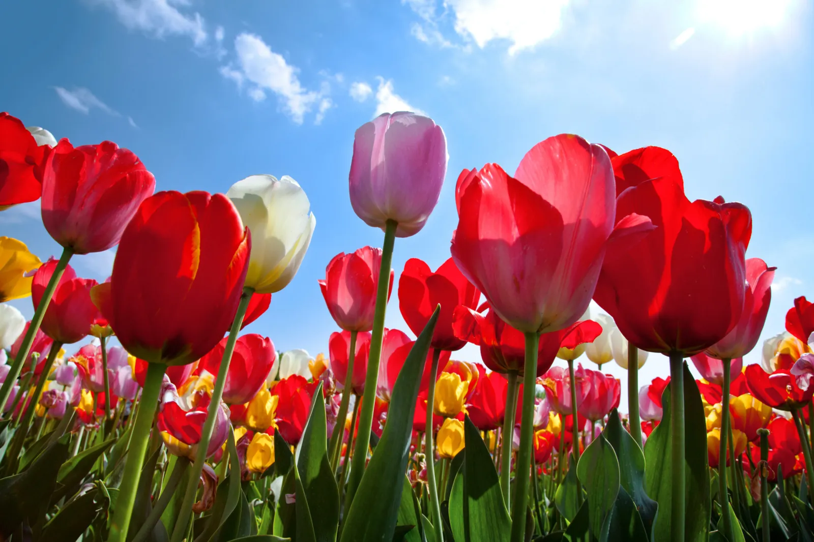 Tulip Festival 2026, Bloemenverwachting & bloeikalender