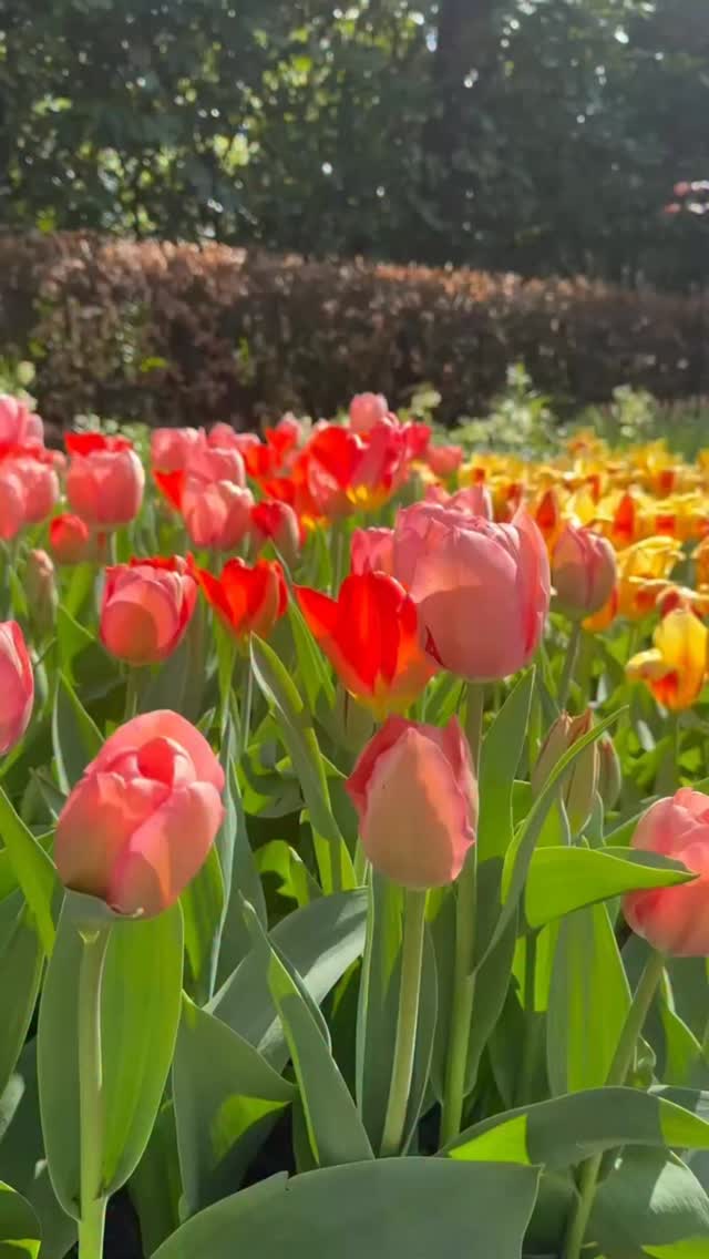 When you realize it’s almost Tulip Festival… 🥰🌷 #tulips #tulipseason #tulipfestival #spring #netherlands