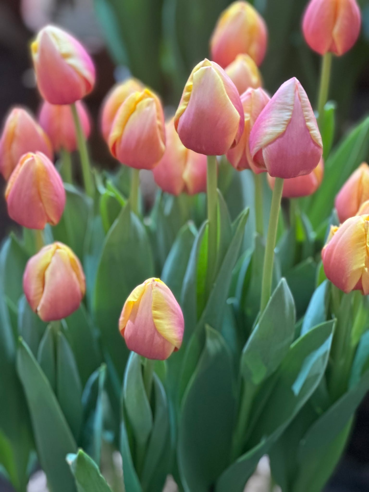 Just over a week to go before the 2026 Tulip Festival kicks off. We can't wait to see all the beautiful tulips in bloom. We'll be keeping track of the bloom forecast on our website.

Here's a sneak peek at a beautiful tulip: the "Marit" tulip.
What do you think of this tulip? Let us know in the comments!

#tulips #tulipseason #tulipfestivalamsterdam #tulipanes #keukenhof #keukenhofgardens #bollenstreek #lisse #flowers #fleur #tulipes #tulpen #lente #voorjaar #bloemencorso #flowerparade #amsterdam #amsterdamtulips #holland #netherlands