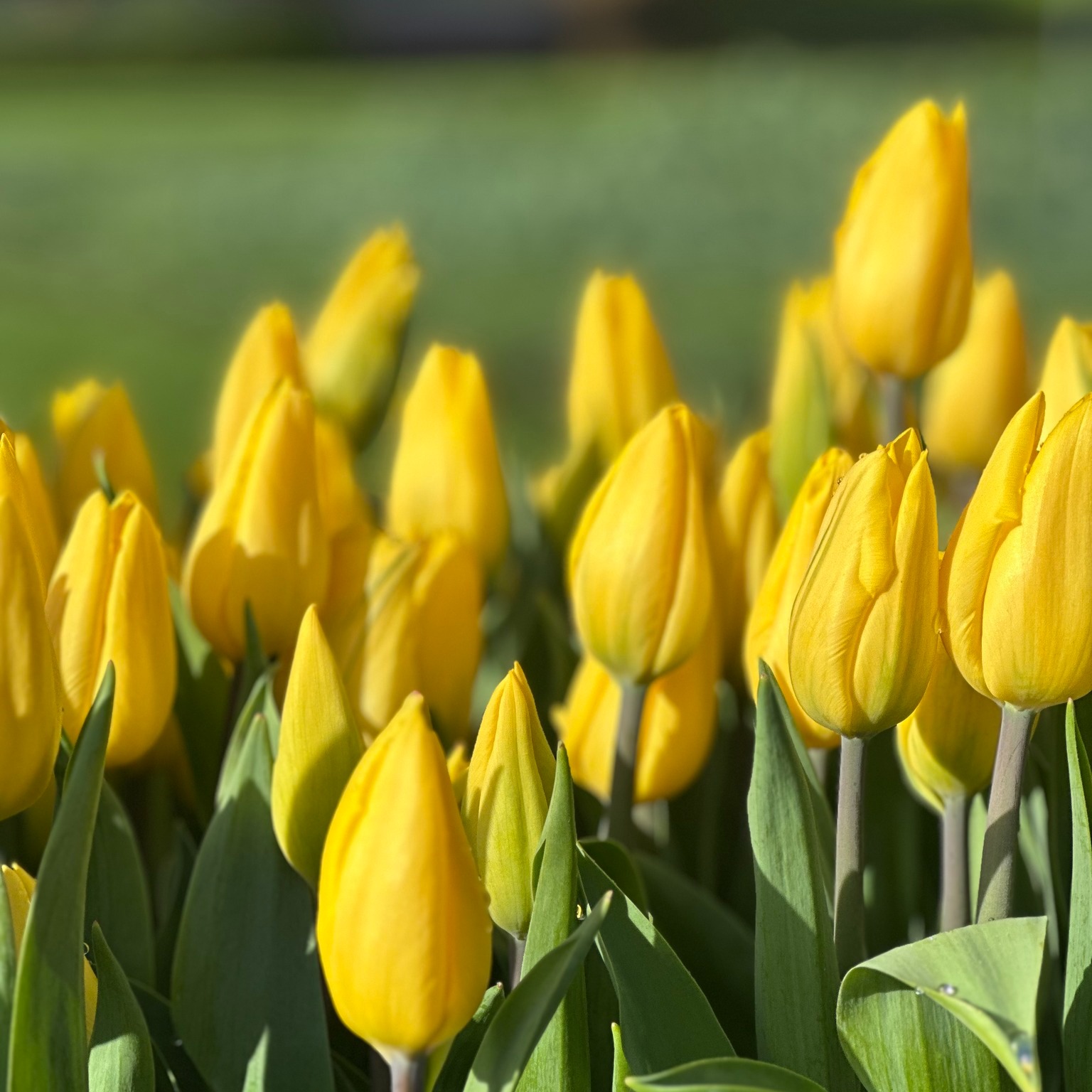 The Easter weekend is a popular time to visit Keukenhof every spring 🐰🌷. Are you planning to visit Keukenhof during the Easter weekend? Then book your ticket in time...! Link in bio 👉

#tulipfestival #easter #pasen #ostern #paasweekend #keukenhofgardens