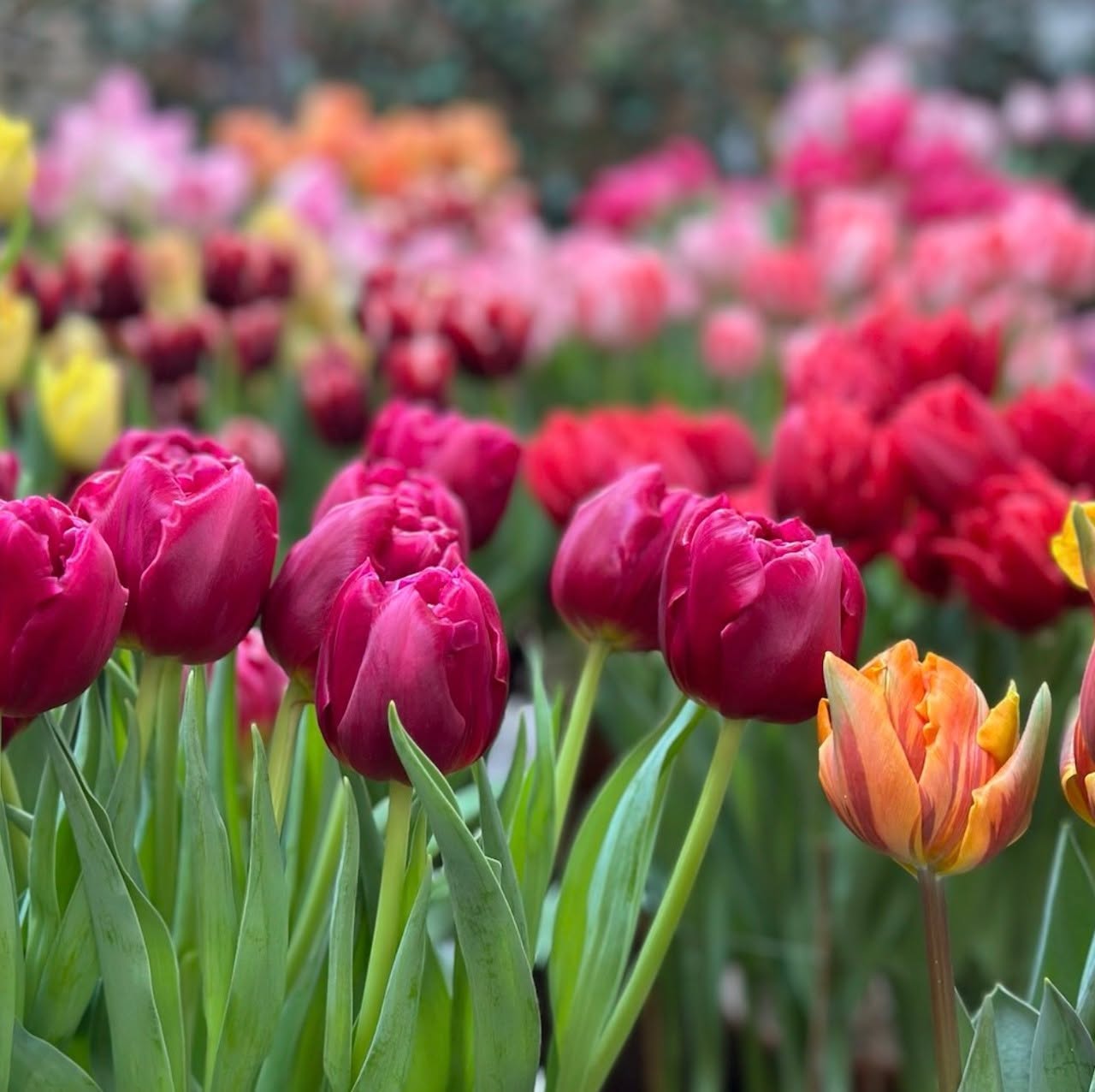 Would you also like to enjoy a sea of ​​tulips in your garden or on your balcony...? Tulip Festival flower bulbs are of the highest quality and you can order them online now (link in bio).

#tulipfestival #tulipbulbs #dutchflowers #dutchtulips #tulipanes #tulips #tulpen #tulipas #gardening #flowerlover #gardenlover