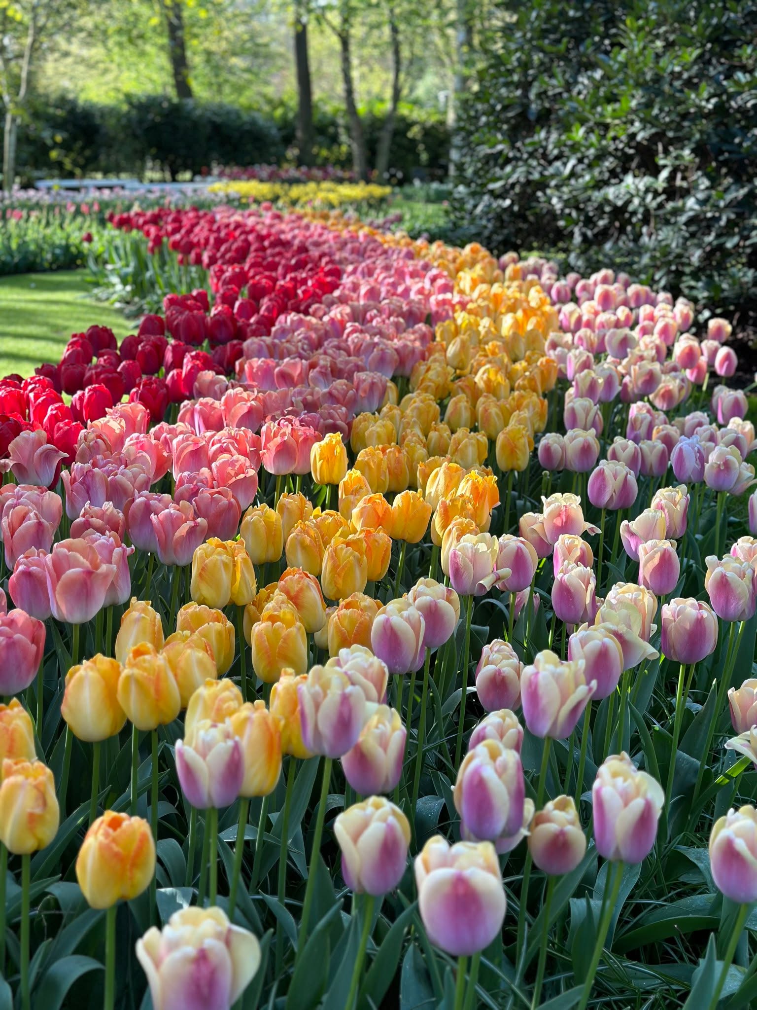 Sending a bright pop of color and a whole lot of joy to your screen today! 🌷

No matter where you are in the world, we hope these colorful tulips bring a smile to your face and a little extra sunshine to your day. 

From Holland with love: have a wonderful day!

📸 April 2026

#TulipFestivalAmsterdam #SpreadJoy #ColorYourDay #TulipsOfInstagram #GoodVibesOnly #FromAmsterdamWithLove #BeautifulFlowers