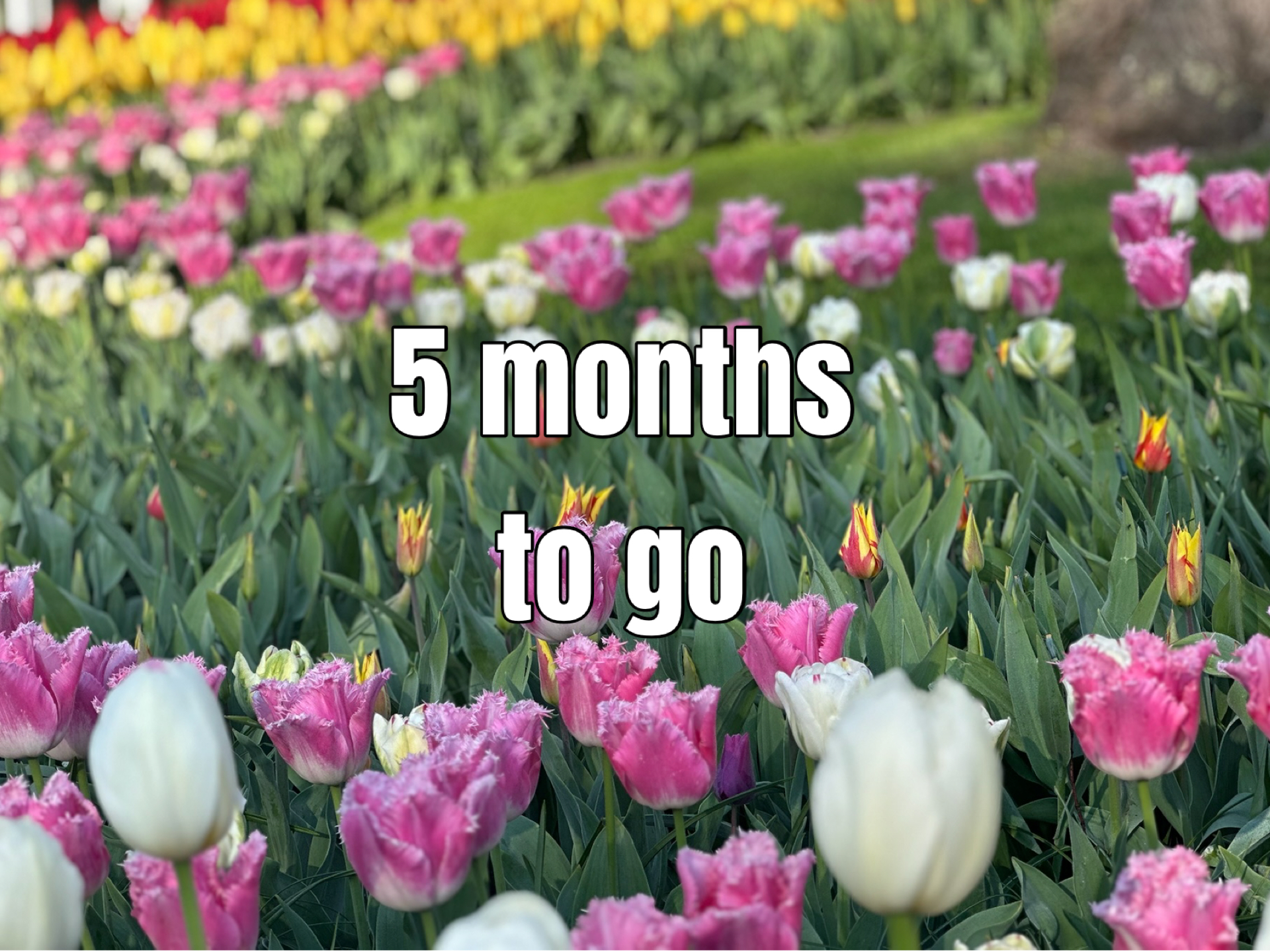 Only 5 more months until the Tulip Festival begins again. We can't wait to see all the beautiful tulips in bloom! 🌷

Will you be there...?

#tulipfestivalamsterdam #tulipfestival #tulipfestival2027 #tulipfestivalcountdown #flowers #holland #netherlands #spring #springinholland #tulipanes #tulipes #tulpen #tulpenliebe #fleurs #flores